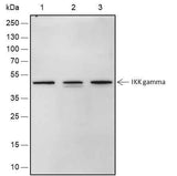 Anti-Human/Mouse IKK gamma Antibody [A516]