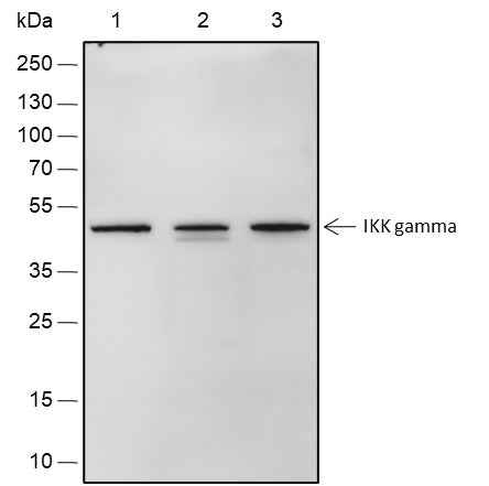 Anti-Human/Mouse IKK gamma Antibody [A516] - ABMIUM