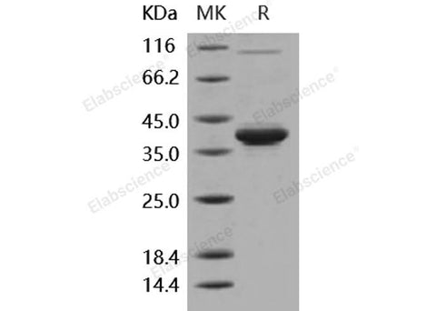 > 95 % as determined by reducing SDS-PAGE.