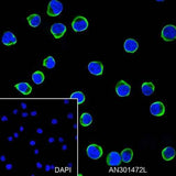 Anti-Human CD25 Antibody [A167]