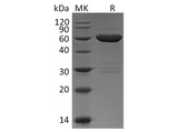 > 85 % as determined by reducing SDS-PAGE.