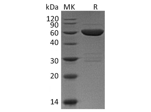> 85 % as determined by reducing SDS-PAGE.