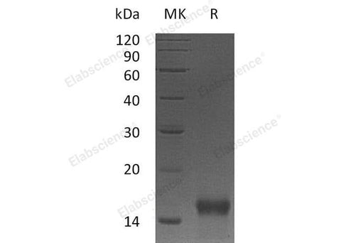 Recombinant Mouse Betacellulin/BTC Protein (His Tag) - ABMIUM