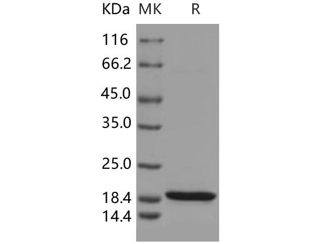 > 97 % as determined by reducing SDS-PAGE.