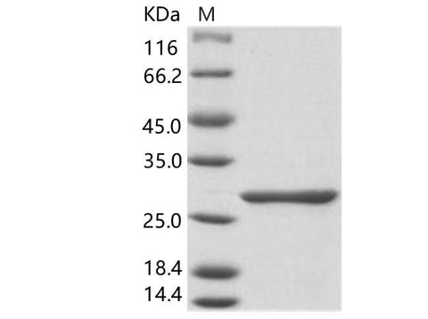 > 95 % as determined by reducing SDS-PAGE.