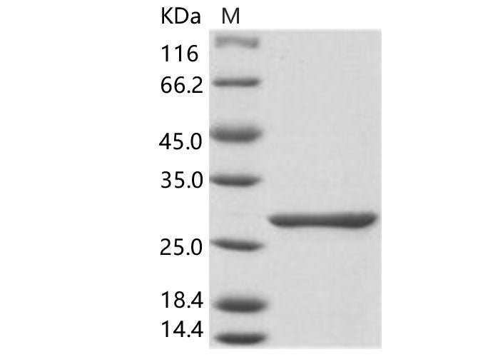 > 95 % as determined by reducing SDS-PAGE.