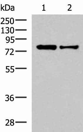 Anti-Human/Mouse/Rat KHSRP Antibody