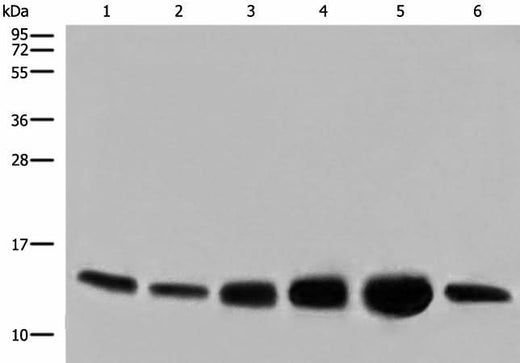 Anti-Human/Mouse COX6C Antibody - ABMIUM