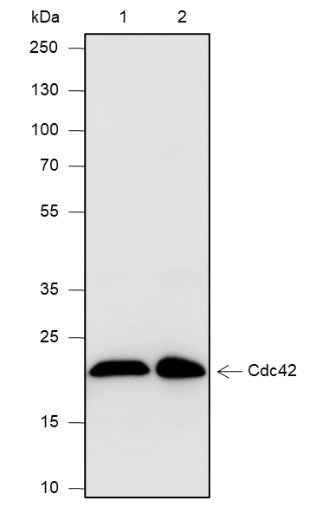 Anti-Human/Rat/Mouse Cdc42 Antibody [A572]