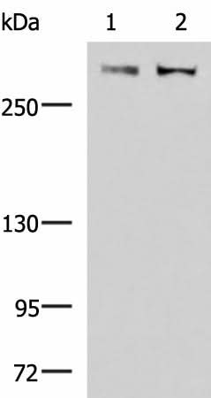 Western blot analysis of A172 and NIH/3T3 cell lysates using FLNC Polyclonal Antibody at dilution of 1:800