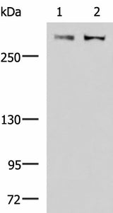 Western blot analysis of A172 and NIH/3T3 cell lysates using FLNC Polyclonal Antibody at dilution of 1:800