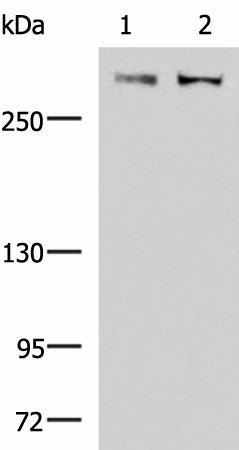 Western blot analysis of A172 and NIH/3T3 cell lysates using FLNC Polyclonal Antibody at dilution of 1:800