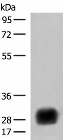 Western blot analysis of Raji cell lysate using HLA-DRB4 Polyclonal Antibody at dilution of 1:450