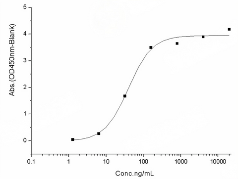 Measured by its binding ability in a functional ELISA. Immobilized human ACE2 protein (Fc tag)(Cat: PKSH031870) at 2 μg/mL (100 μL/well) can bind SARS-CoV-2 (2019-nCoV) Spike RBD-His (F342L) Recombinant Protein (PKSR030526), the EC<sub>50</sub> of SARS-CoV-2 (2019-nCoV) Spike RBD-His (F342L) Recombinant Protein (PKSR030526) is 20-50 ng/mL.