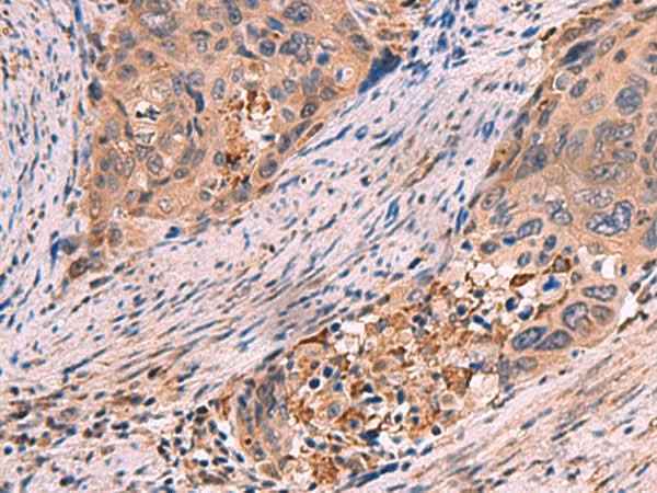 Anti-Human SHC4 Antibody