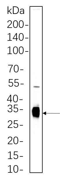 Anti-Human/Mouse/Rat Caspase-6 Antibody [B566] - ABMIUM