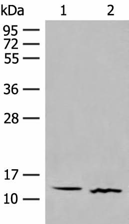 Anti-Human/Mouse GALP Antibody - ABMIUM