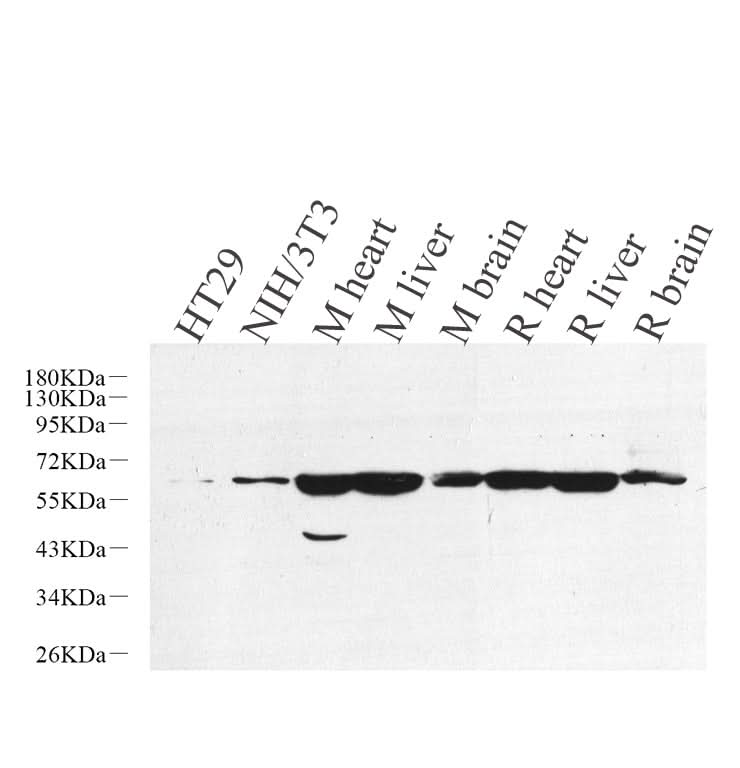 Western Blot analysis of various samples using SMAD2 Polyclonal Antibody at dilution of 1:800.