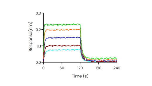 Loaded Recombinant Human CD155/PVR Protein, hFc Tag (Cat: PKSH031869) on ProA Biosensor, can bind Recombinant Human DNAM-1/CD226 Protein, His Tag (Cat: PKSH031523) with an affinity constant of 0.386 μM as determined in BLI assay (Sartorius Octet RED384) .