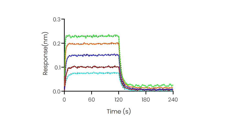 Loaded Recombinant Human CD155/PVR Protein, hFc Tag (Cat: PKSH031869) on ProA Biosensor, can bind Recombinant Human DNAM-1/CD226 Protein, His Tag (Cat: PKSH031523) with an affinity constant of 0.386 μM as determined in BLI assay (Sartorius Octet RED384) .