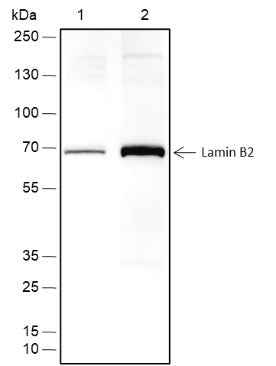 Anti-Human Lamin B2 Antibody [A471] - ABMIUM