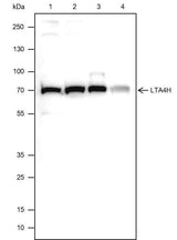 Anti-Human/Rat/Mouse LTA4H Antibody [A288]
