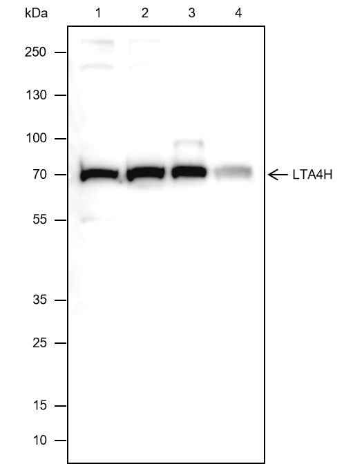 Anti-Human/Rat/Mouse LTA4H Antibody [A288]