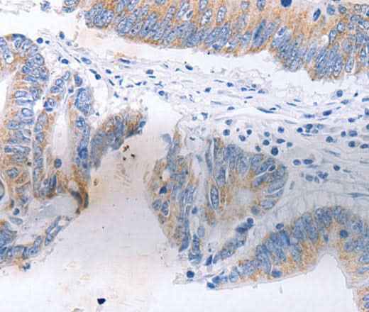 Anti-Human/Mouse/Rat SERP1 Antibody