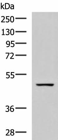 Western blot analysis of Rat brain tissue lysate using GFRA1 Polyclonal Antibody at dilution of 1:800