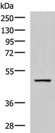 Western blot analysis of Rat brain tissue lysate using GFRA1 Polyclonal Antibody at dilution of 1:800