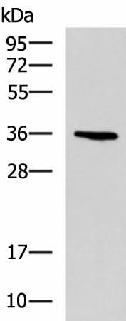Western blot analysis of A549 cell lysate using BDNF Polyclonal Antibody at dilution of 1:900