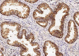 Anti-Human ENTPD5 Antibody [B143]