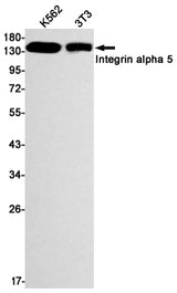 Western blot detection of Integrin alpha 5 in K562,3T3 cell lysates using Integrin alpha 5 Rabbit mAb(1:1000 diluted).Predicted band size:115kDa.Observed band size:150kDa.