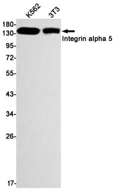 Western blot detection of Integrin alpha 5 in K562,3T3 cell lysates using Integrin alpha 5 Rabbit mAb(1:1000 diluted).Predicted band size:115kDa.Observed band size:150kDa.