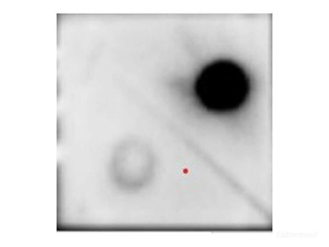 Dot blot of 100 ng of genomic DNA from Dam + and Dam - E.coli strains have been spotted and probed with mouse anti-m6A Monoclonal Antibody at dilution 1 : 1000. UP: Dam +, Down: Dam -