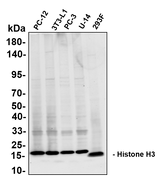 Anti-Human/Mouse/Rat Histone H3 Antibody [B803] - ABMIUM