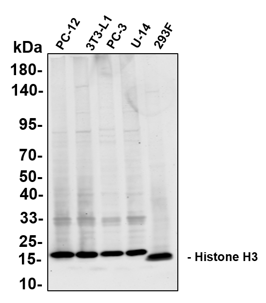 Anti-Human/Mouse/Rat Histone H3 Antibody [B803] - ABMIUM