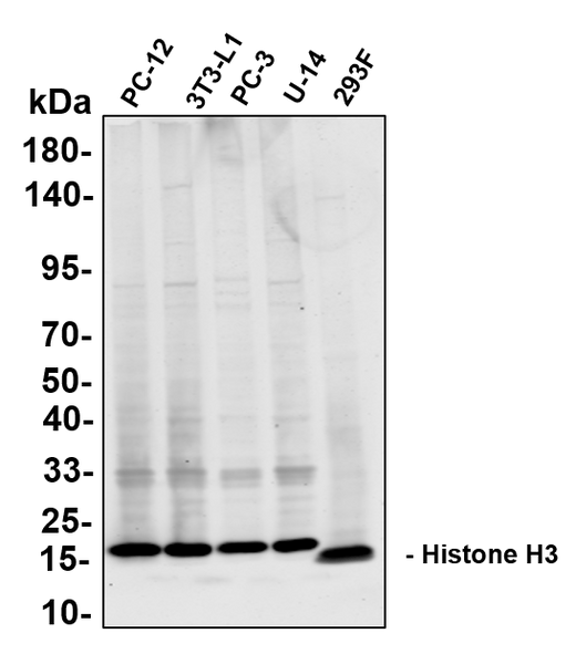 Anti-Human/Mouse/Rat Histone H3 Antibody [B803] - ABMIUM