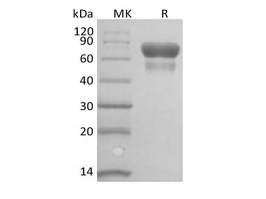 Recombinant Human/Cynomolyus CD28/TP44 (C-Fc-Avi) Biotinylated - ABMIUM