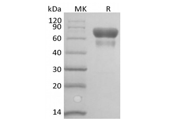 Recombinant Human/Cynomolyus CD28/TP44 (C-Fc-Avi) Biotinylated - ABMIUM