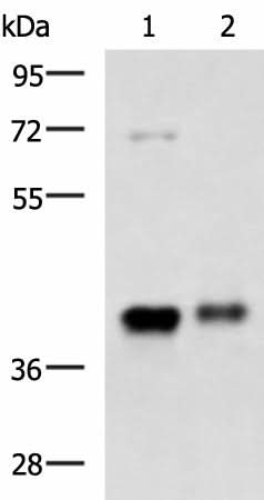 Western blot analysis of Mouse brain tissue and Human fetal brain tissue lysates using GNAZ Polyclonal Antibody at dilution of 1:1300