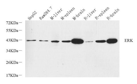 Western Blot analysis of various samples using ERK 2 Polyclonal Antibody at dilution of 1:800.