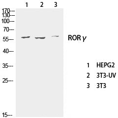 Western Blot analysis of various cells using RORC Polyclonal Antibody at dilution of 1:1000.