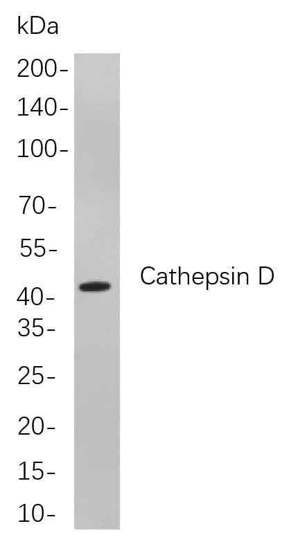 Anti-Human/Mouse/Rat Cathepsin D Antibody [B769] - ABMIUM