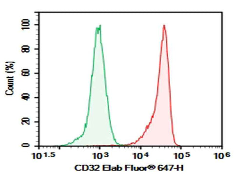 Anti-Human CD32 Antibody [AT10] - ABMIUM