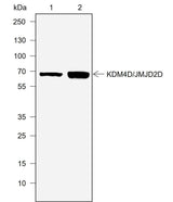 Anti-Human JMJD2D Antibody [A738]