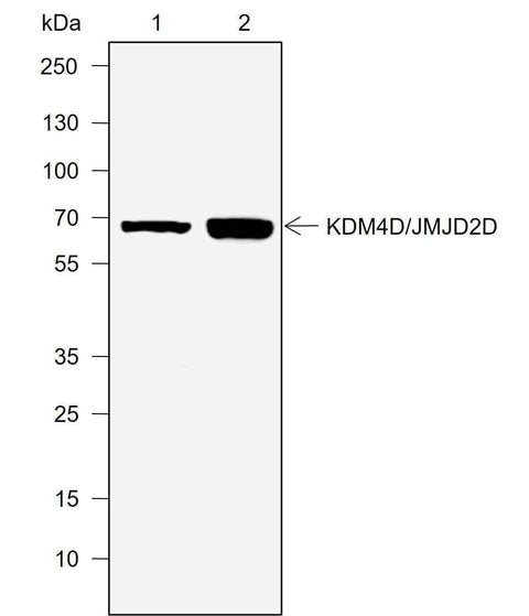 Anti-Human JMJD2D Antibody [A738] - ABMIUM