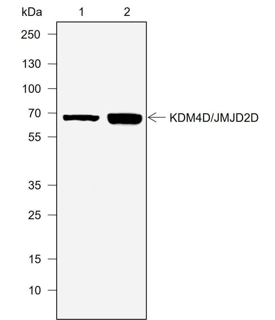 Anti-Human JMJD2D Antibody [A738]