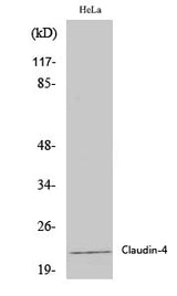 Western Blot analysis of Hela cells using Claudin 4 Polyclonal Antibody at dilution of 1:2000.