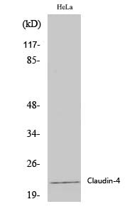Western Blot analysis of Hela cells using Claudin 4 Polyclonal Antibody at dilution of 1:2000.